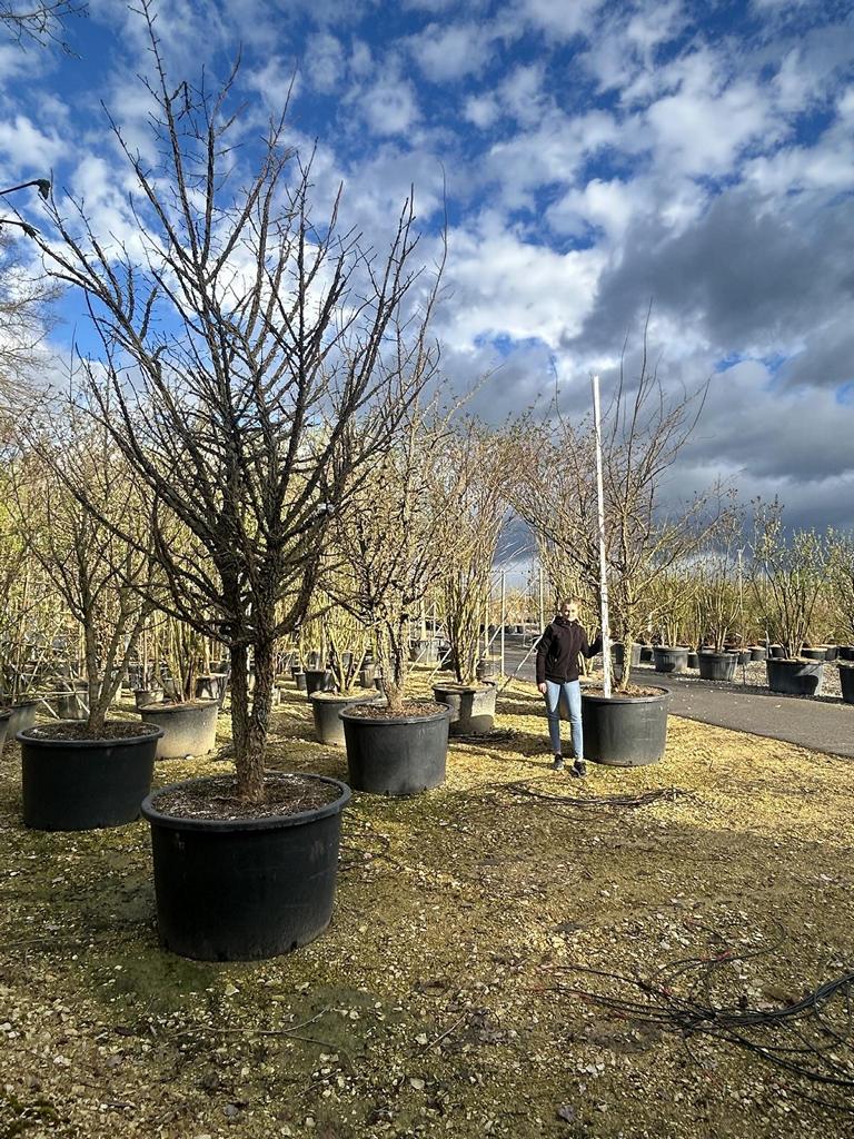 Ulmus minor 'Supercork'