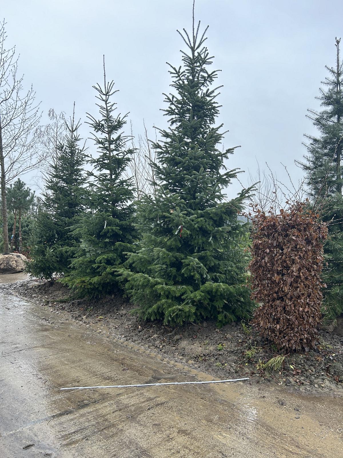 Abies nordmanniana