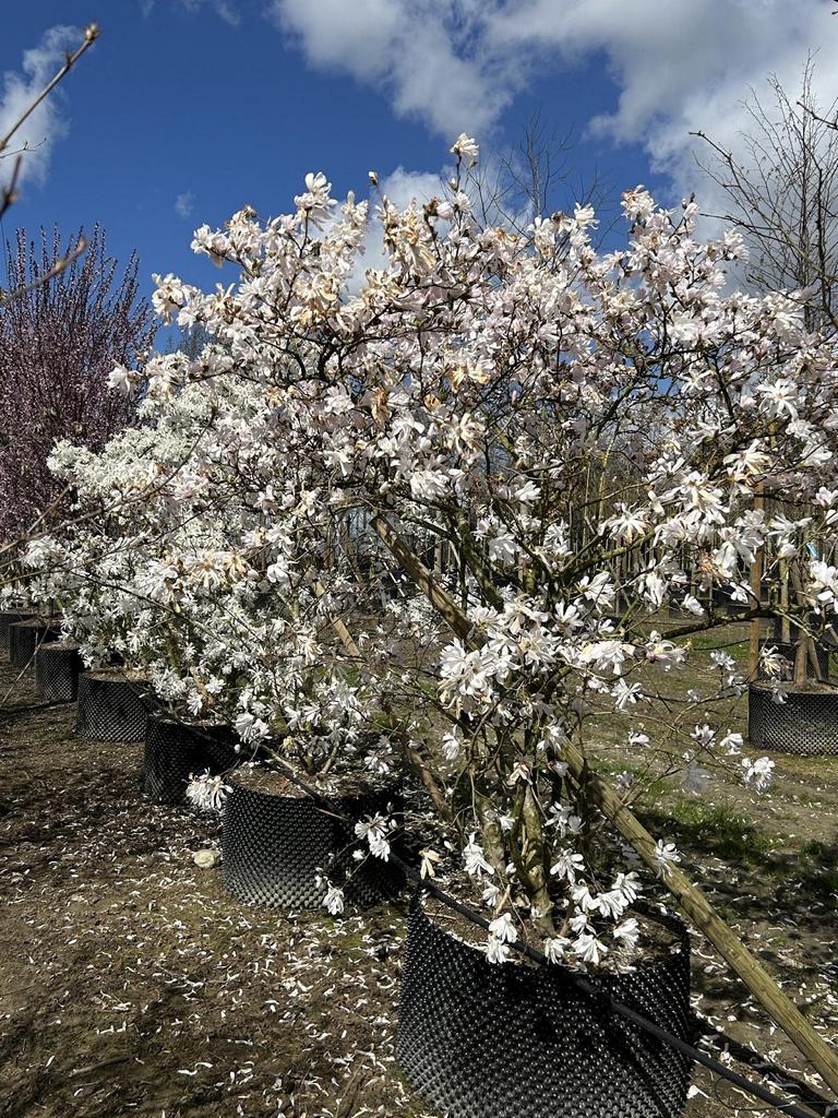 Magnolia stellata