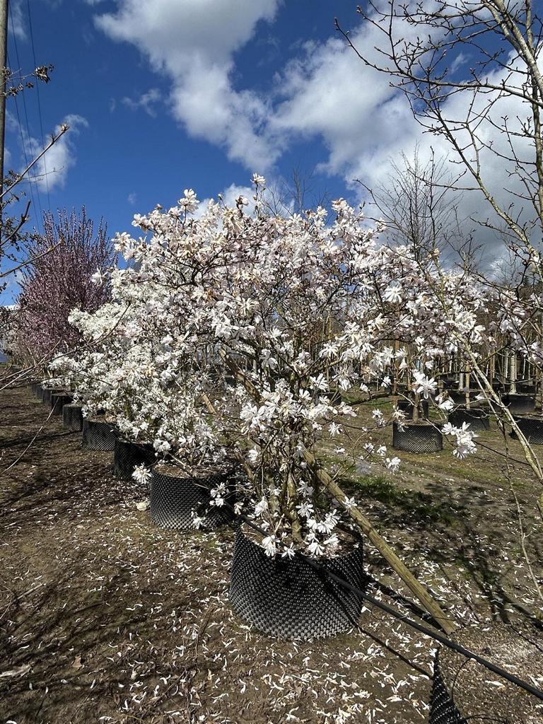 Magnolia stellata