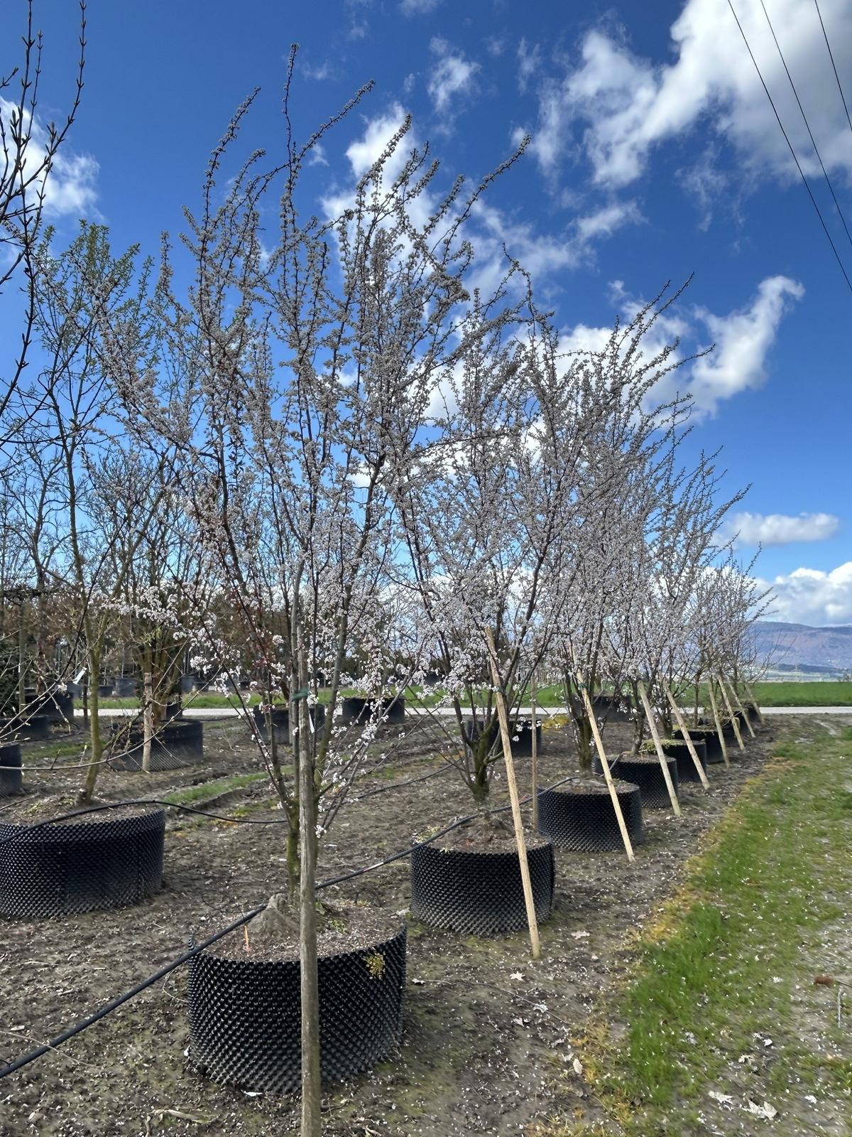 Prunus 'Trailblazer'