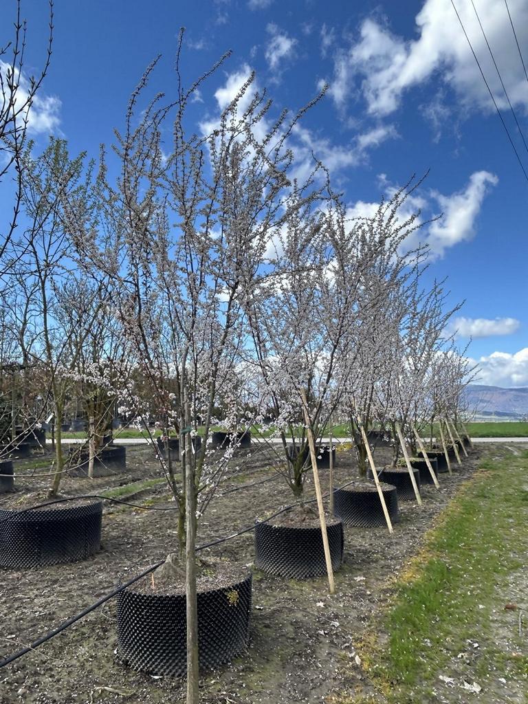 Prunus 'Trailblazer'