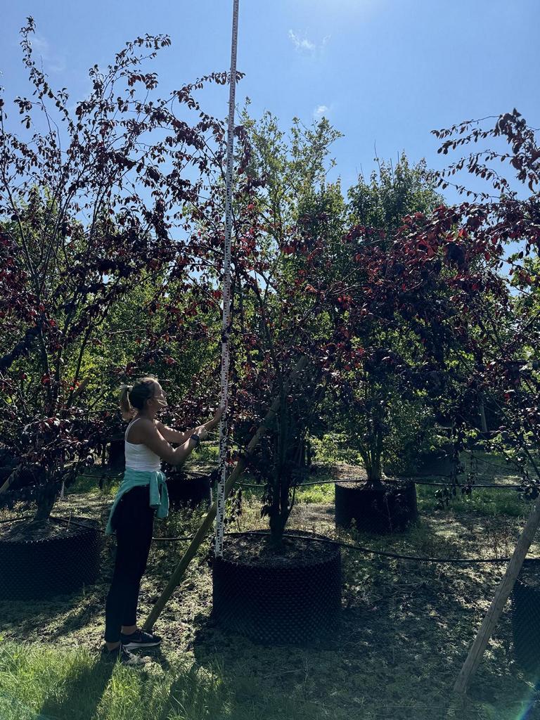 Prunus 'Trailblazer'