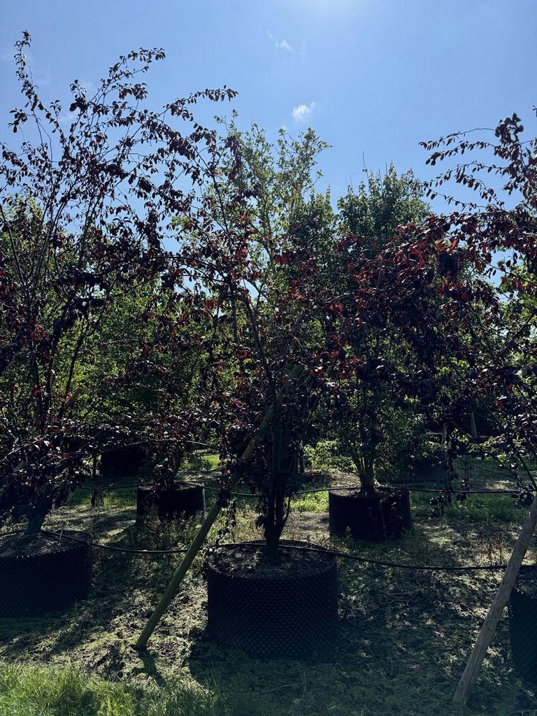 Prunus 'Trailblazer'