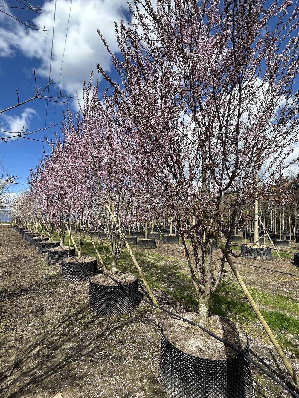 Prunus cerasifera 'Woodii'