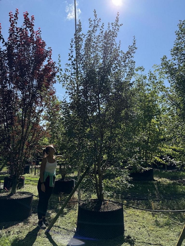 Prunus cerasifera 'Woodii'