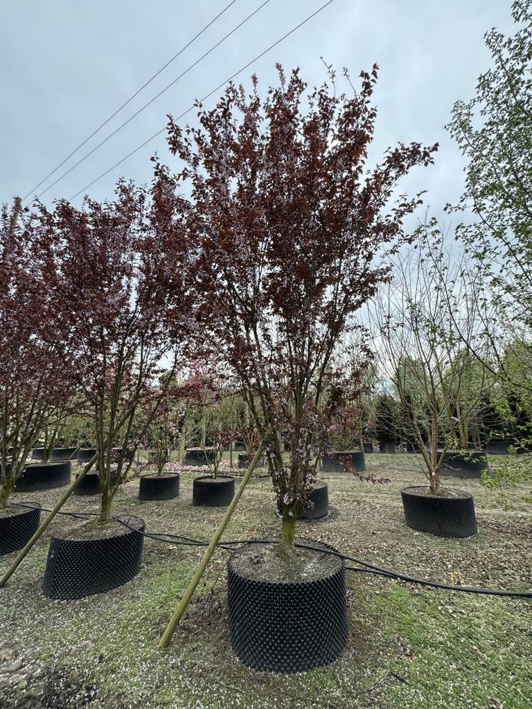 Prunus cerasifera 'Woodii'