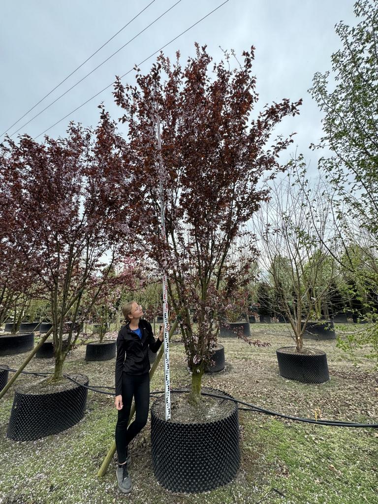 Prunus cerasifera 'Woodii'