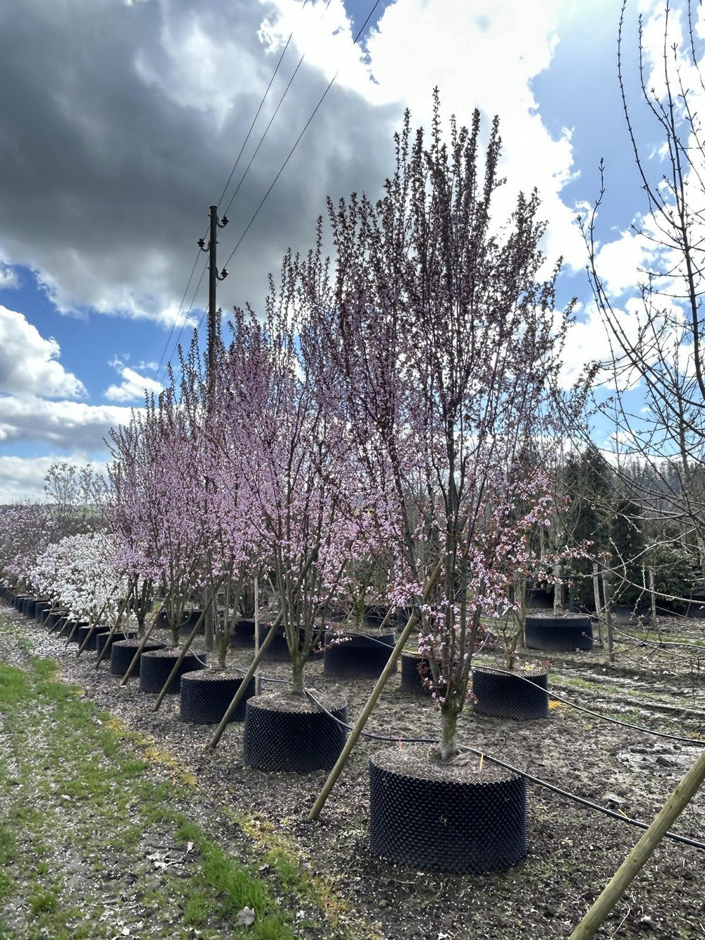 Prunus cerasifera 'Woodii'