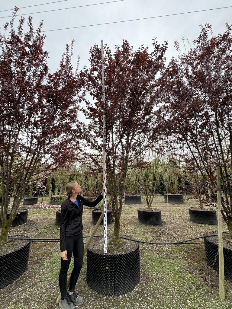 Prunus cerasifera 'Woodii'