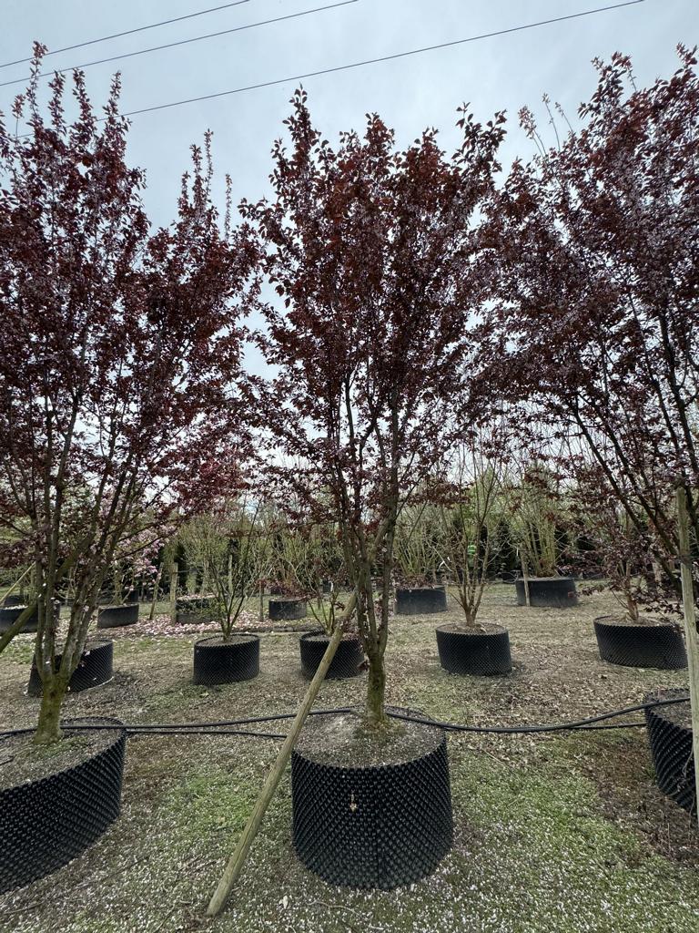 Prunus cerasifera 'Woodii'