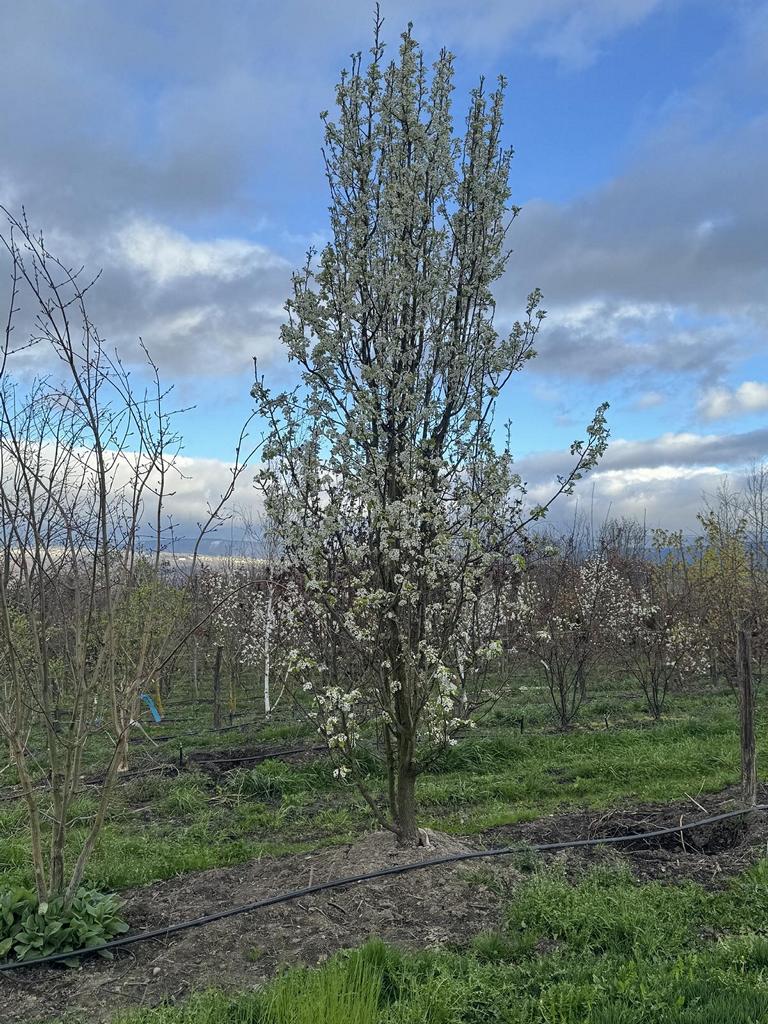 Pyrus calleryana 'Chanticleer'