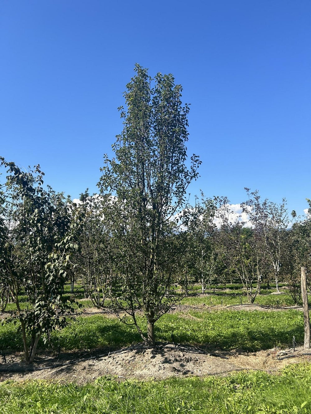 Pyrus calleryana 'Chanticleer'