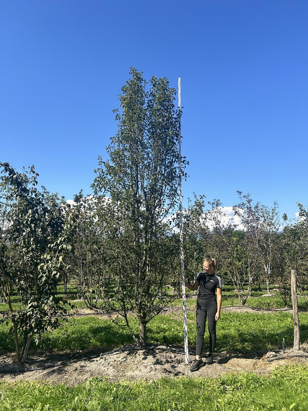 Pyrus calleryana 'Chanticleer'