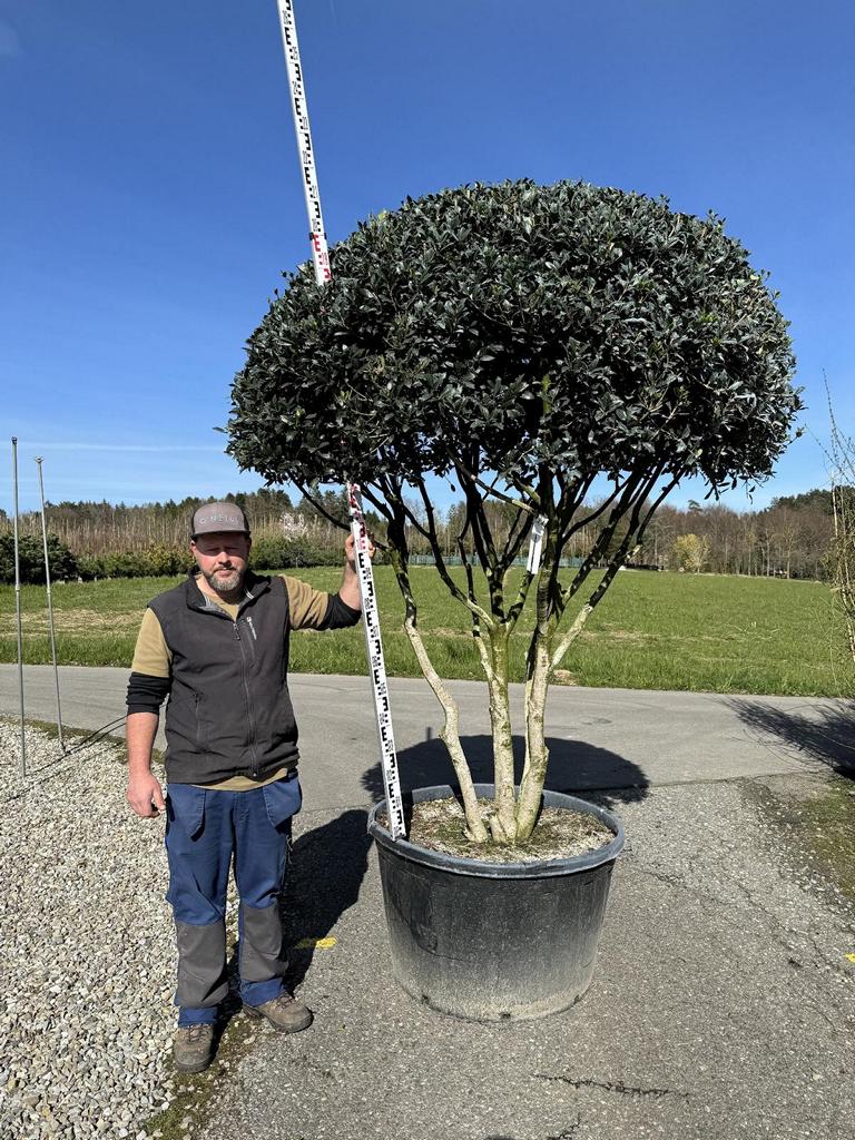 Osmanthus heterophyllus Schirmform