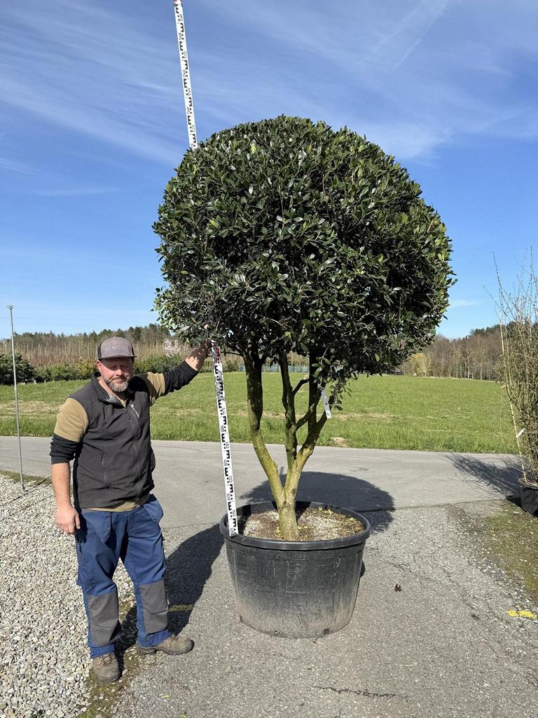 Osmanthus heterophyllus Schirmform