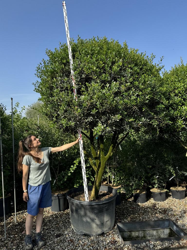 Osmanthus heterophyllus Schirmform