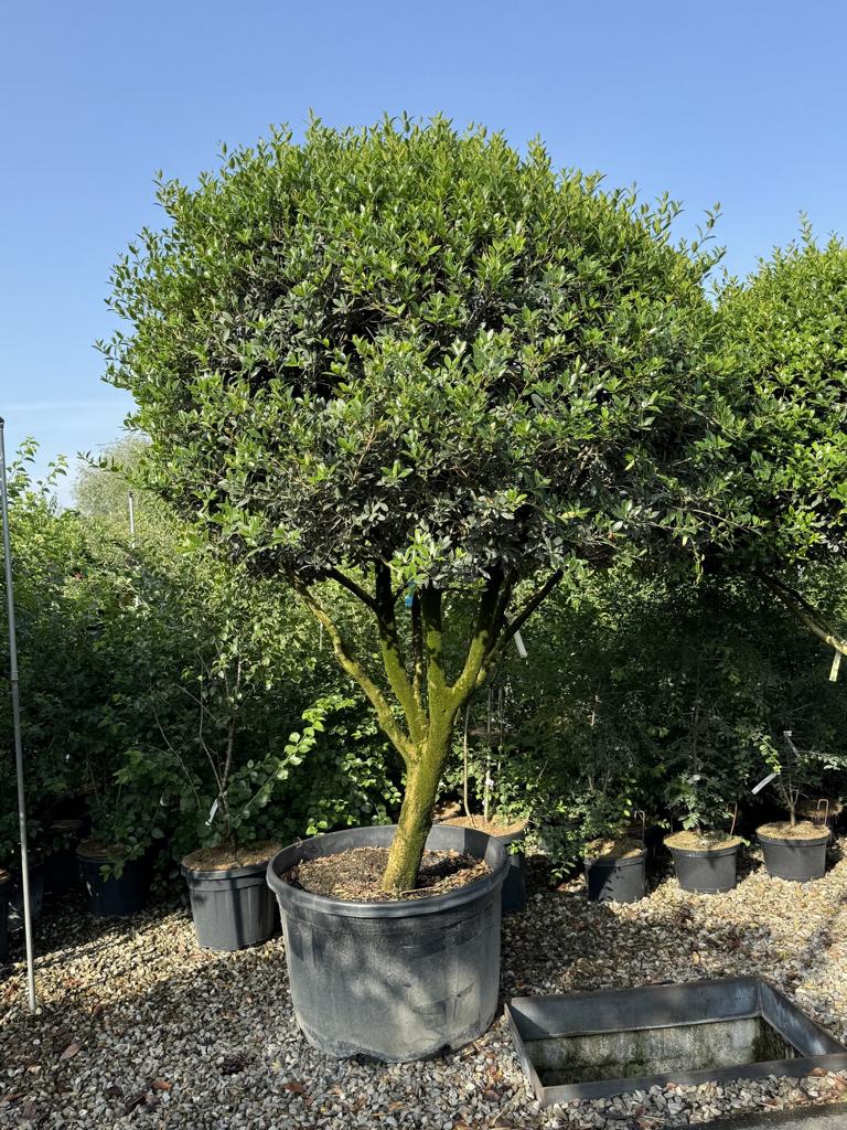 Osmanthus heterophyllus Schirmform