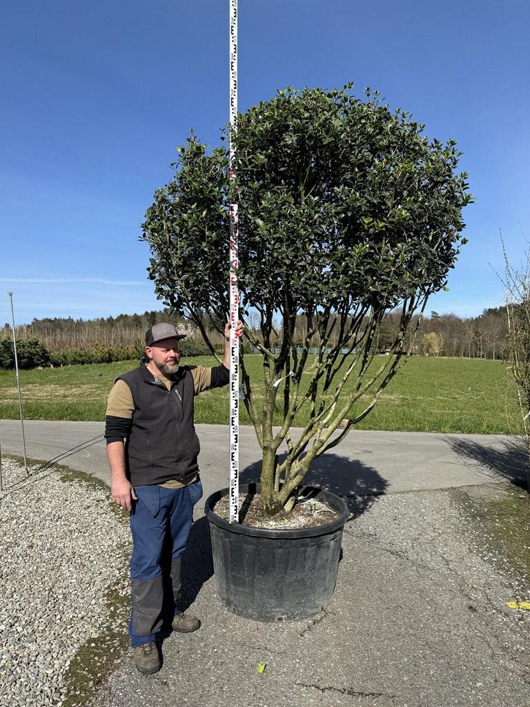 Osmanthus heterophyllus Schirmform
