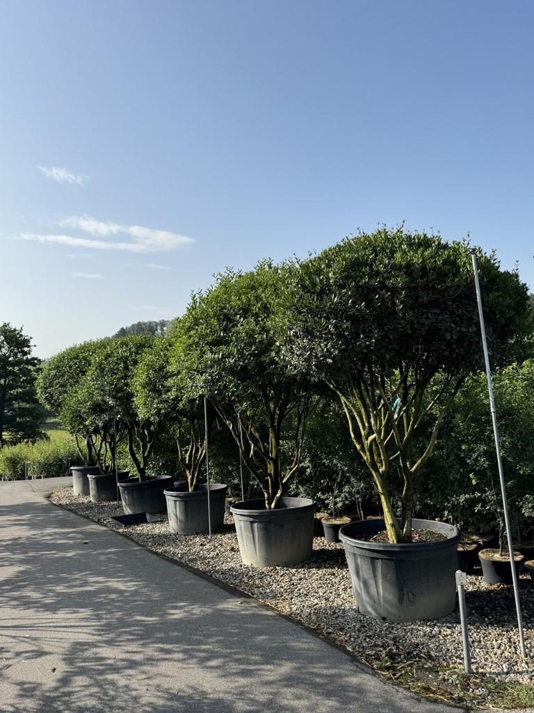 Osmanthus heterophyllus Schirmform