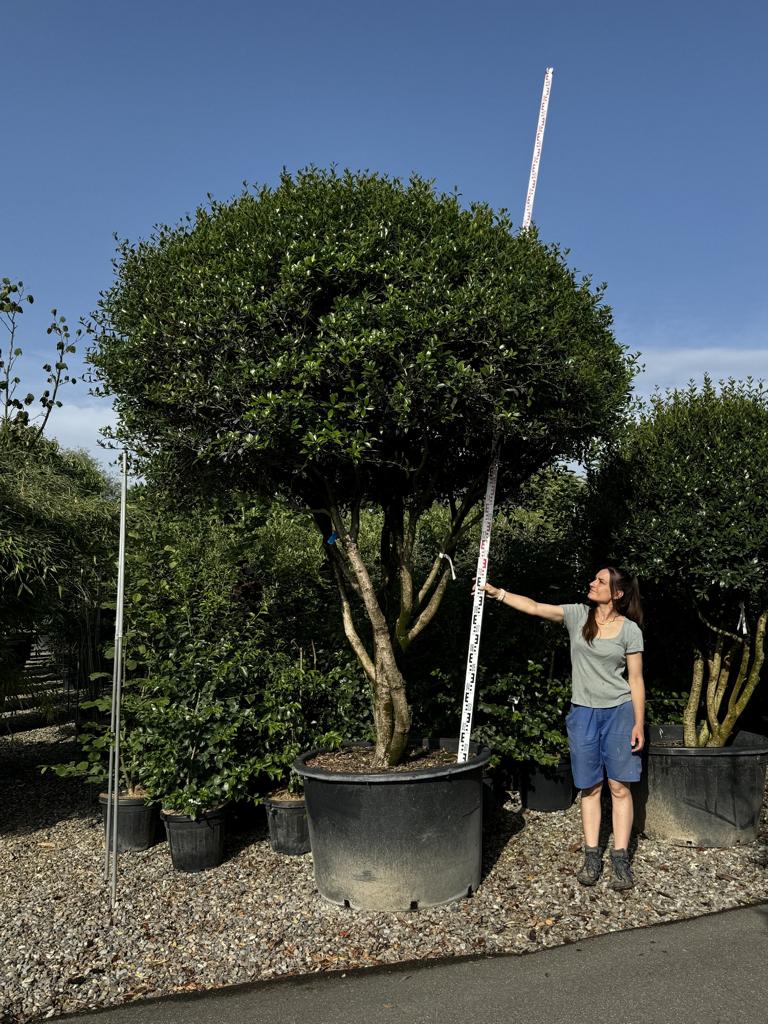 Osmanthus heterophyllus Schirmform