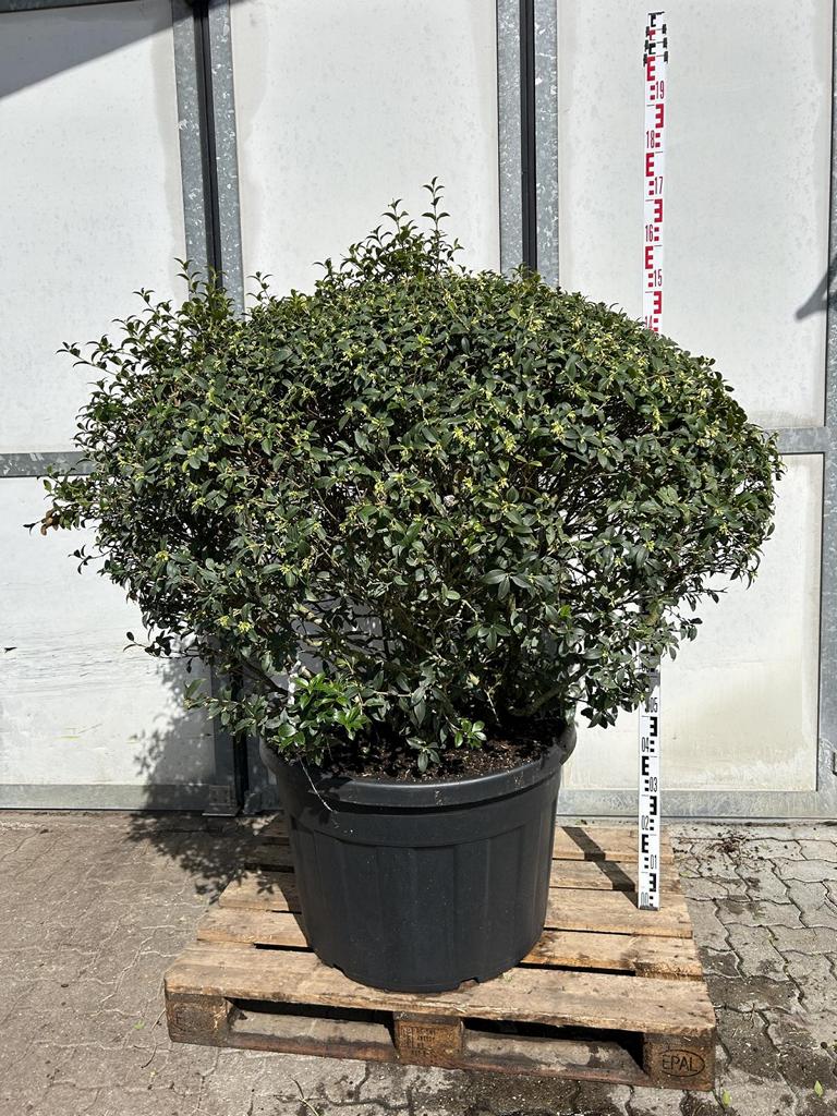 Osmanthus burkwoodii (x) Schirmform