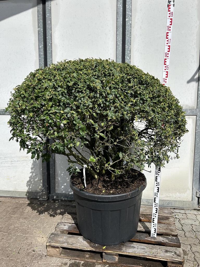 Osmanthus burkwoodii (x) Schirmform