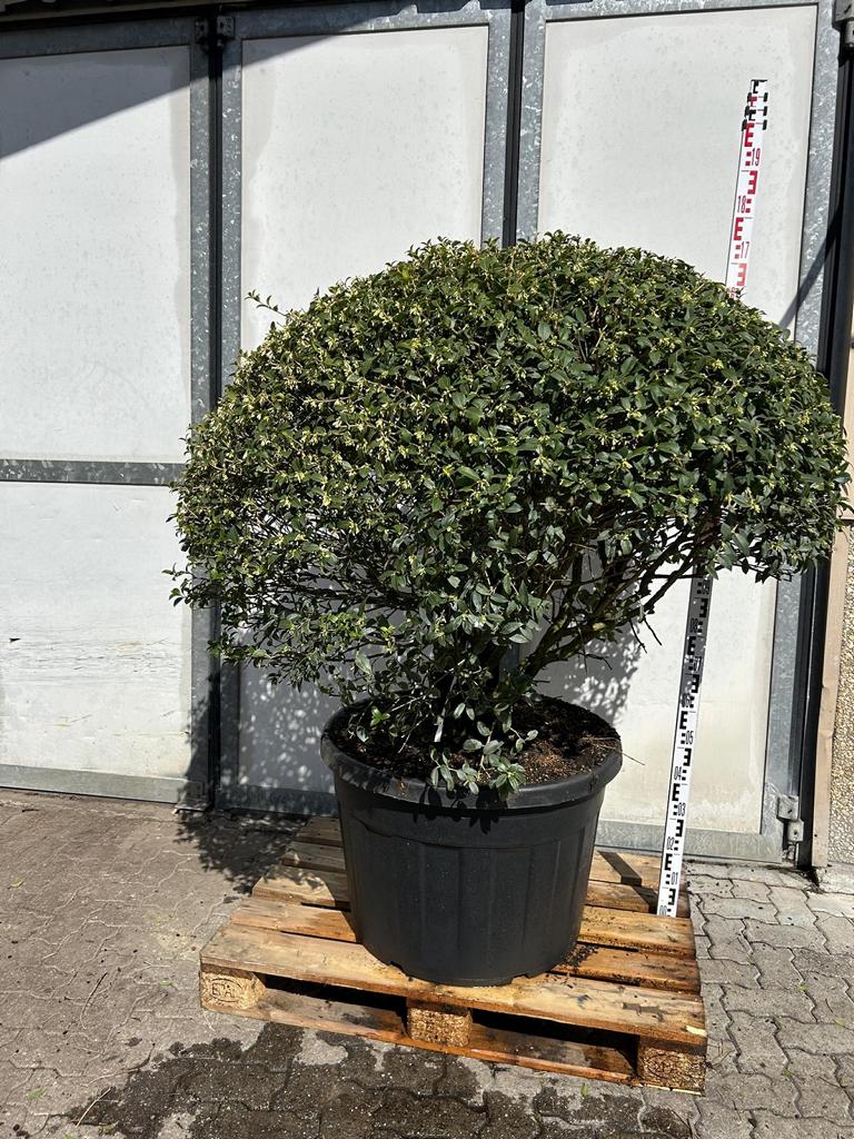 Osmanthus burkwoodii (x) Schirmform
