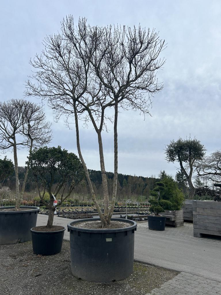 Acer buergerianum Schirmform