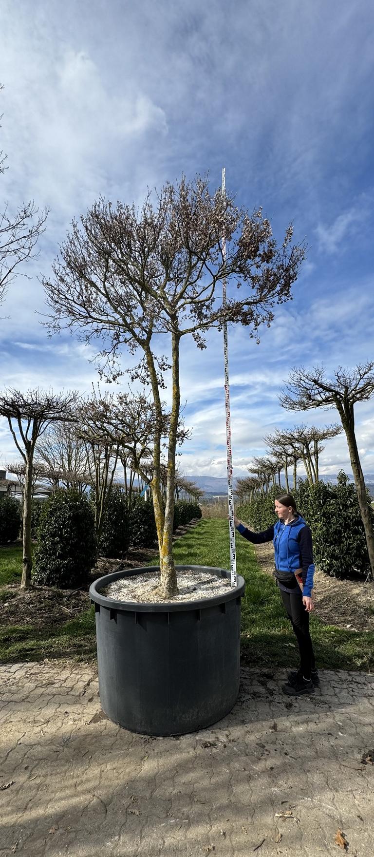 Acer buergerianum Schirmform