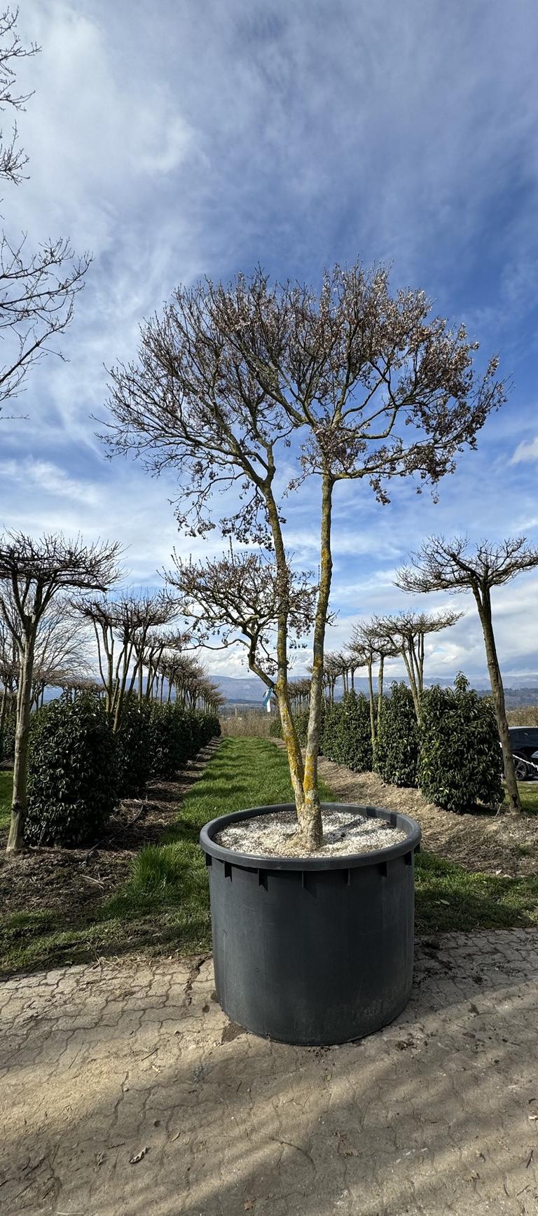 Acer buergerianum Schirmform