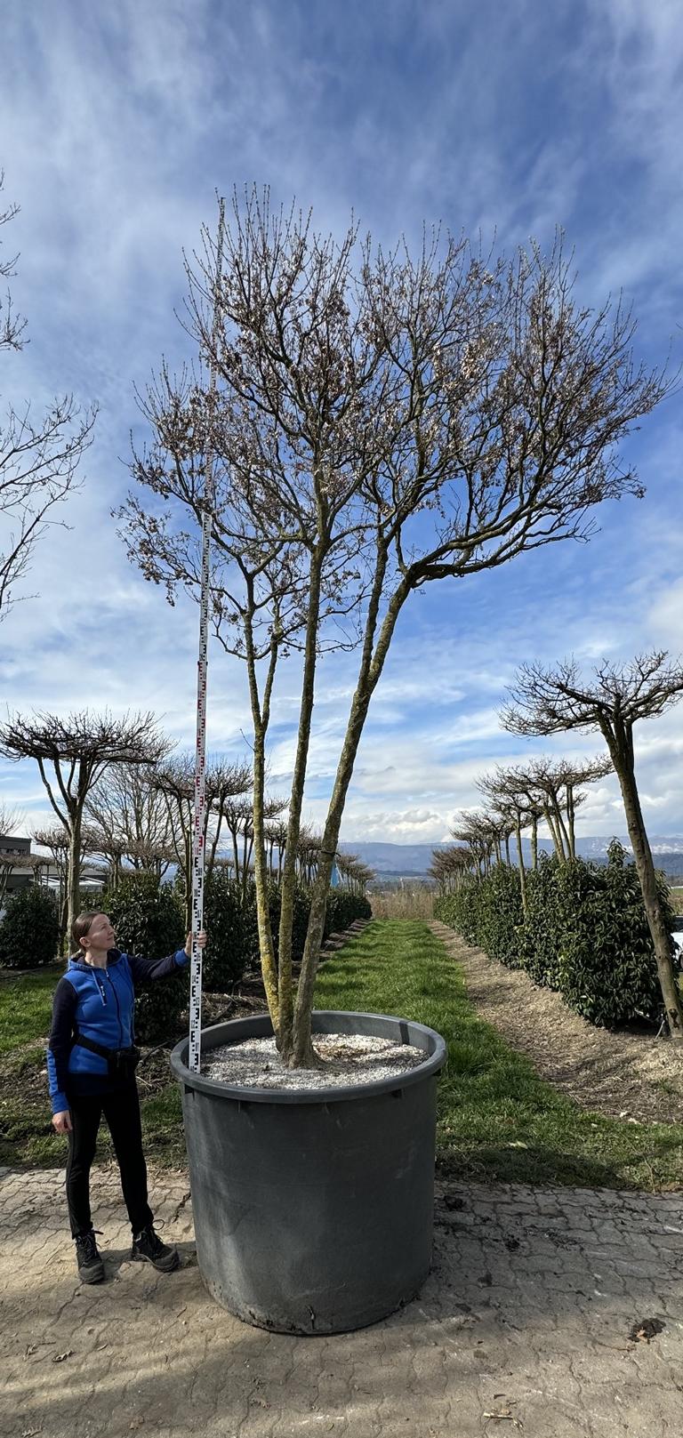 Acer buergerianum Schirmform