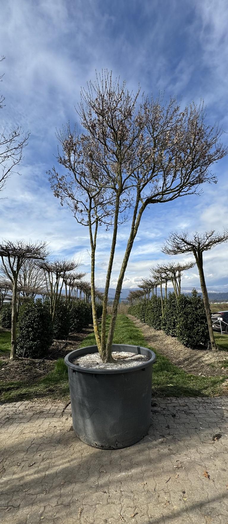 Acer buergerianum Schirmform