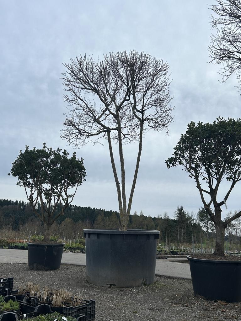 Acer buergerianum Schirmform