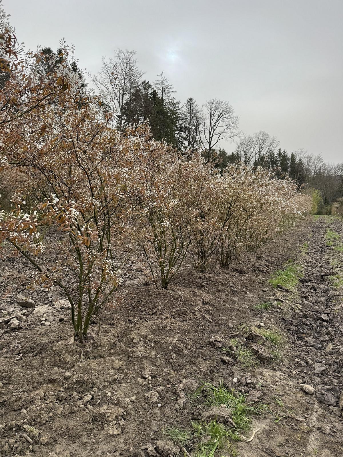 Amelanchier lamarckii