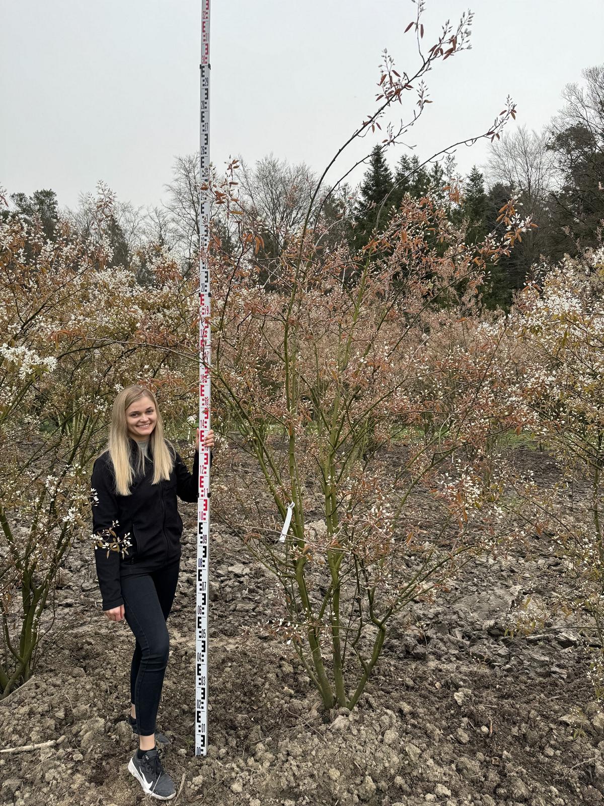 Amelanchier lamarckii