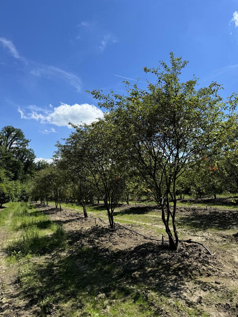 Amelanchier lamarckii