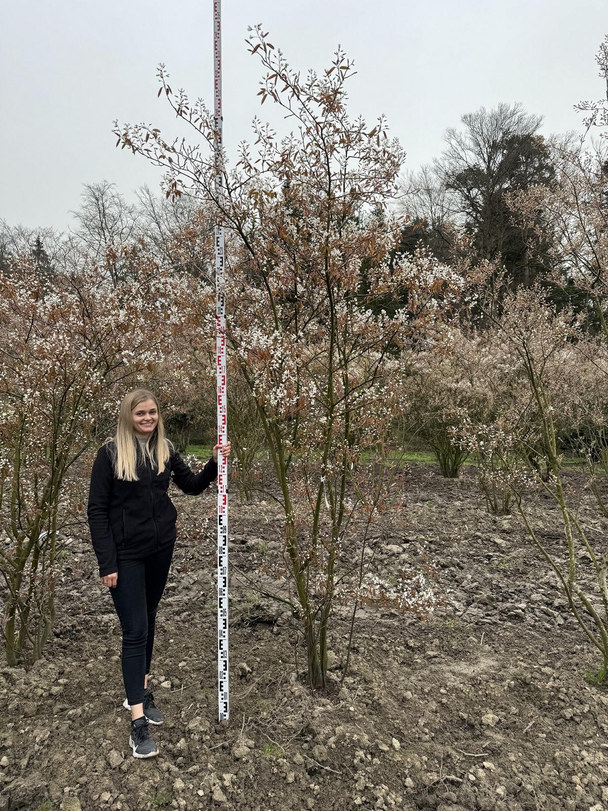 Amelanchier lamarckii