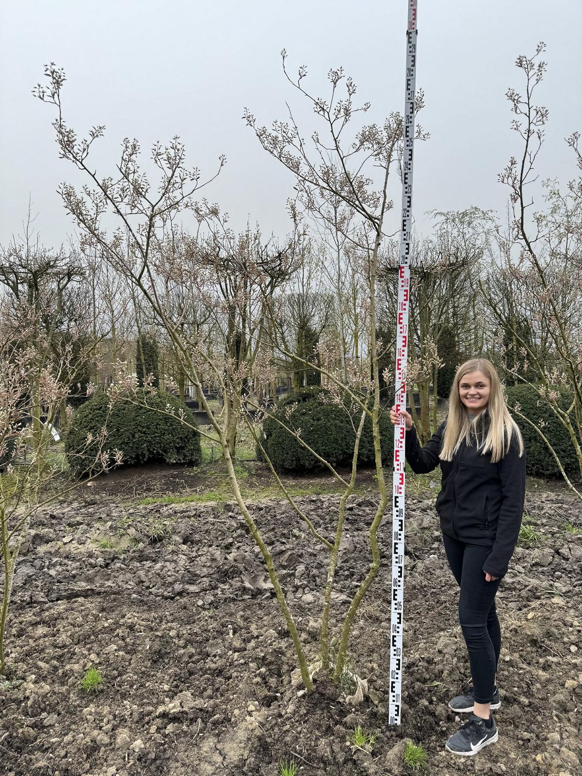 Amelanchier lamarckii