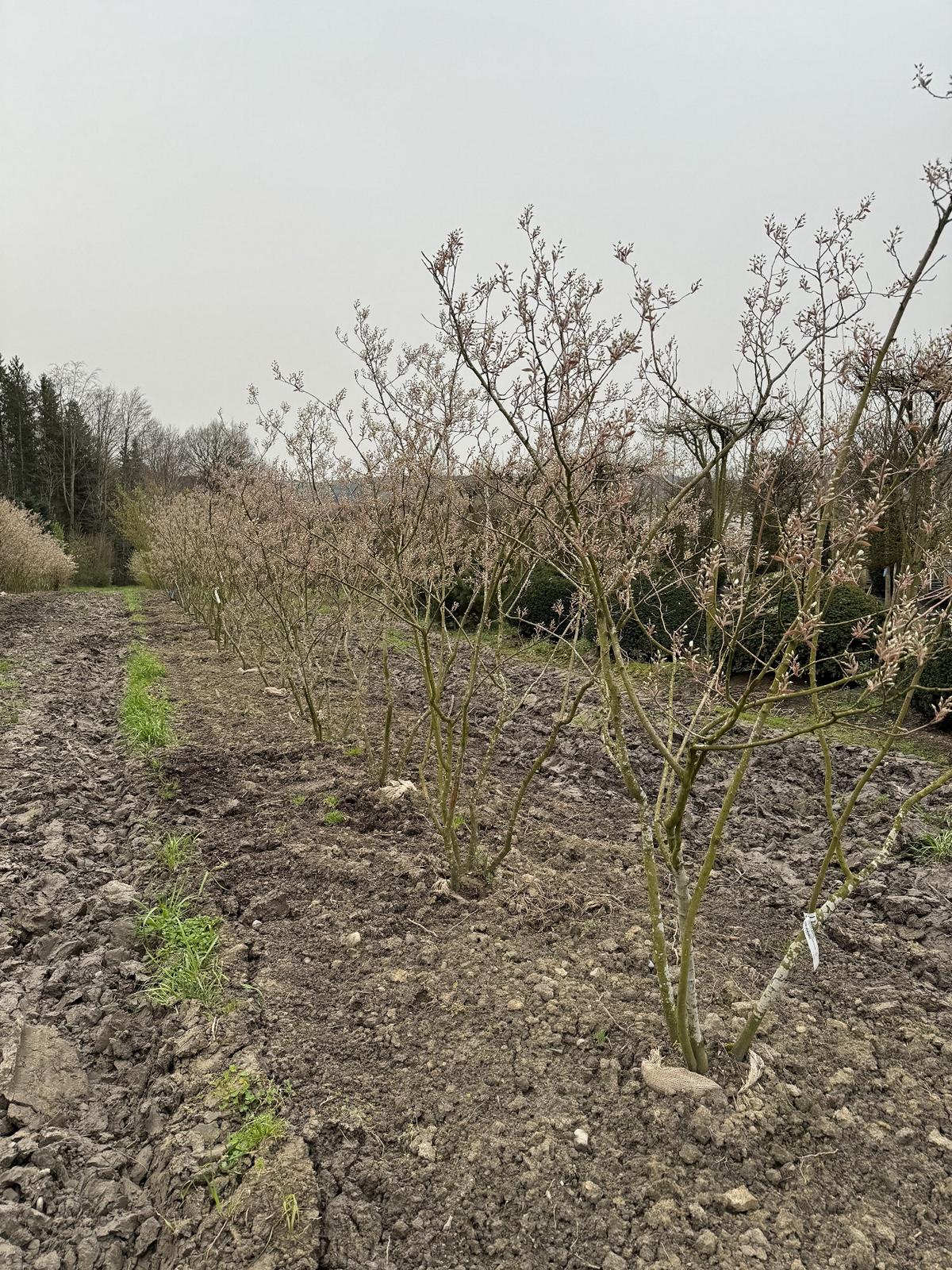 Amelanchier lamarckii