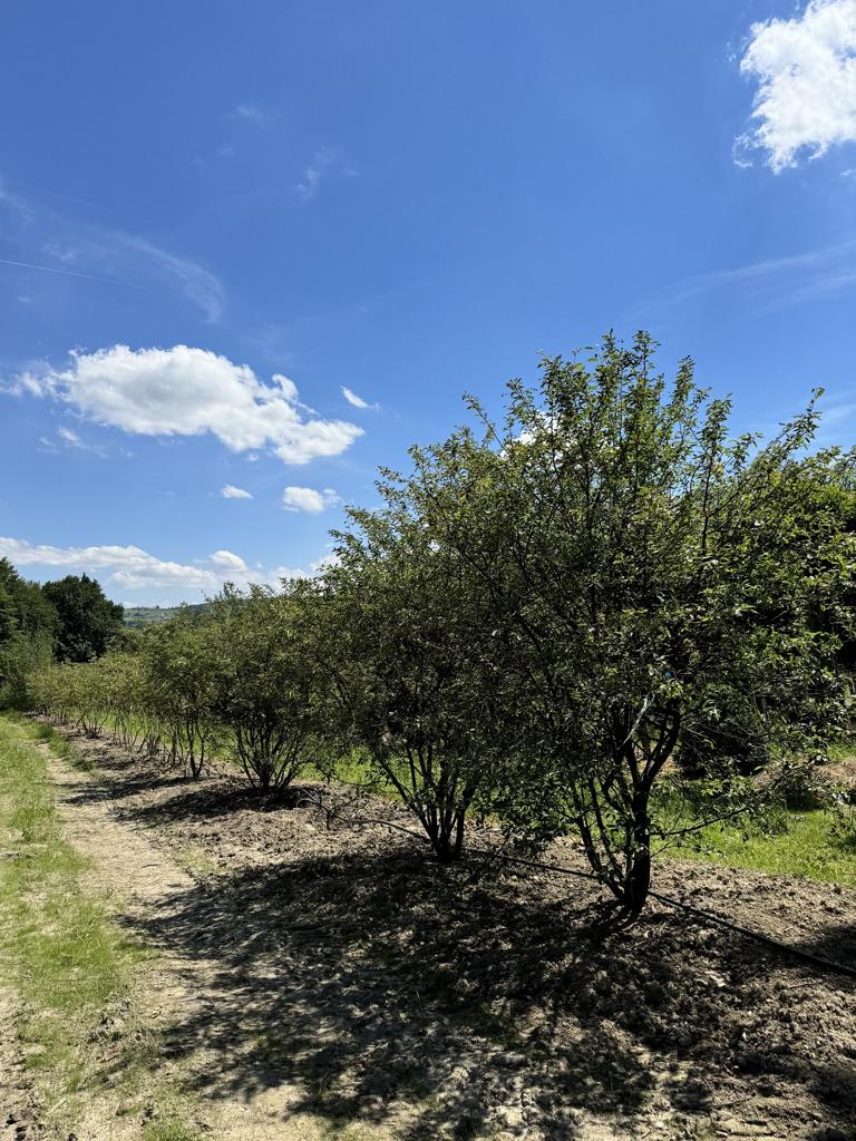 Amelanchier lamarckii