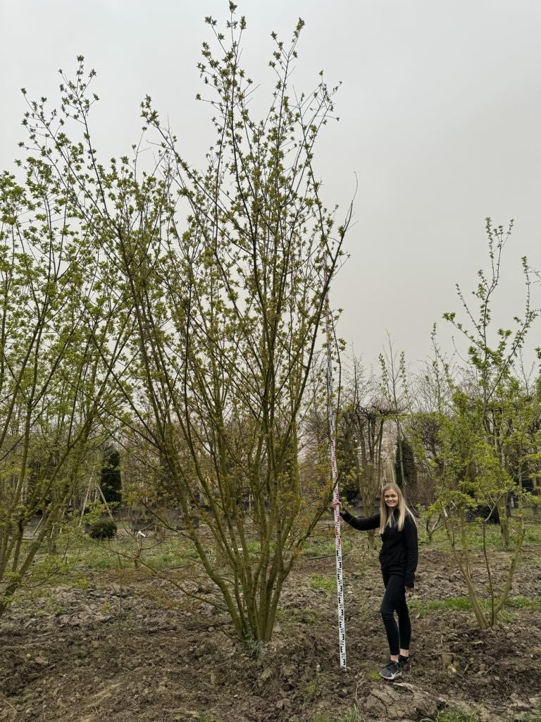 Acer tataricum subsp. ginnala