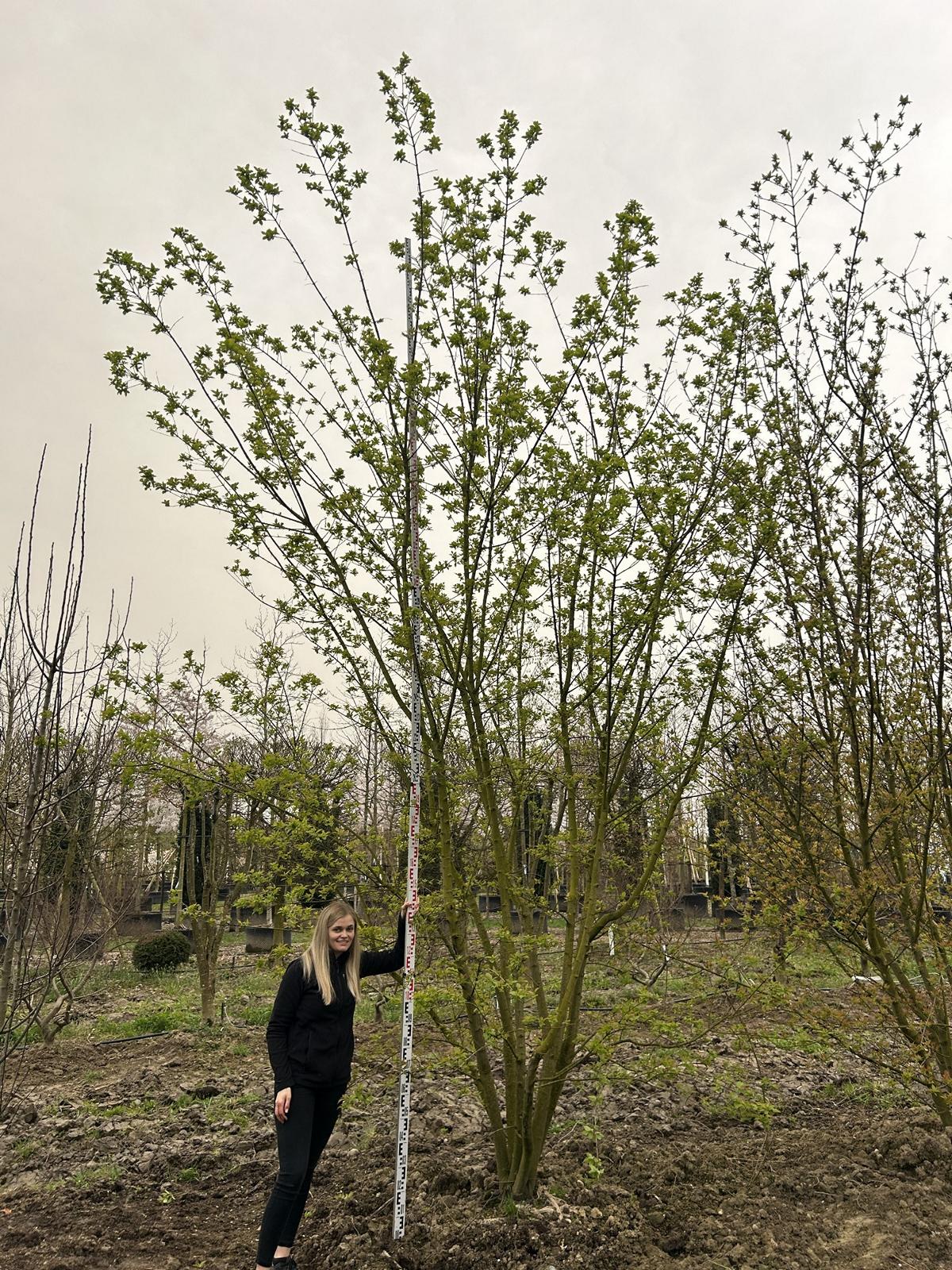 Acer tataricum subsp. ginnala