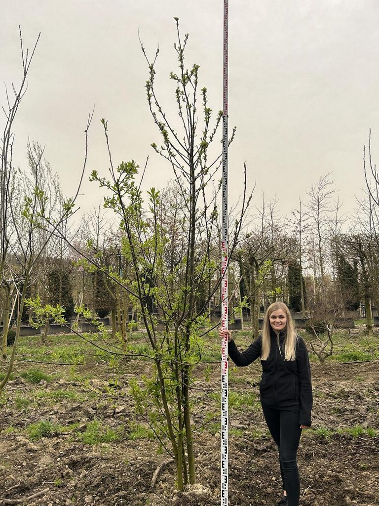 Prunus padus