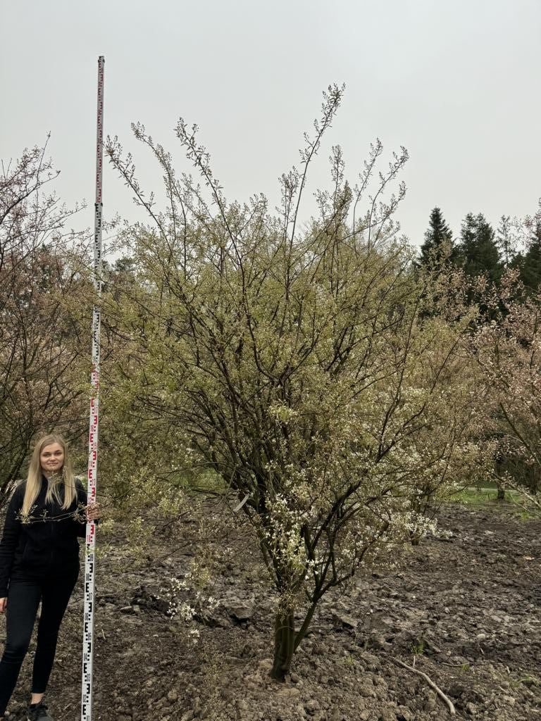 Amelanchier lamarckii