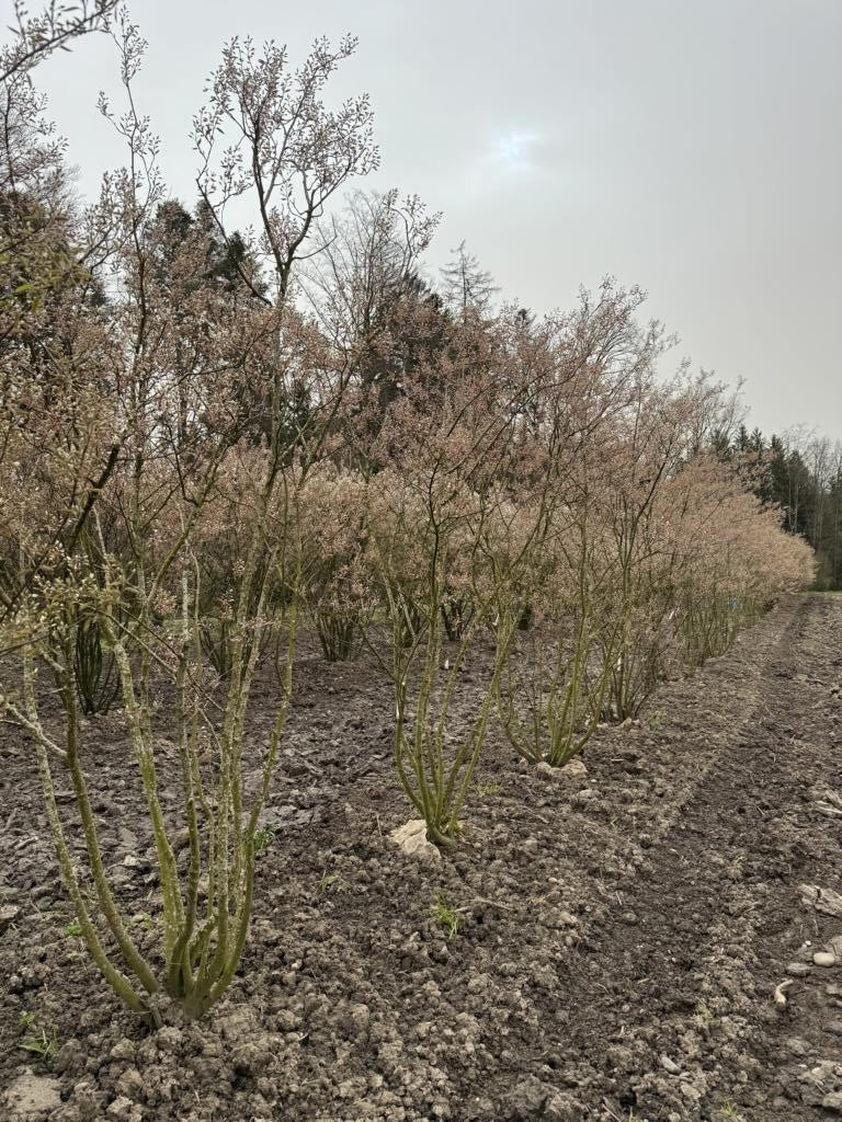 Amelanchier lamarckii