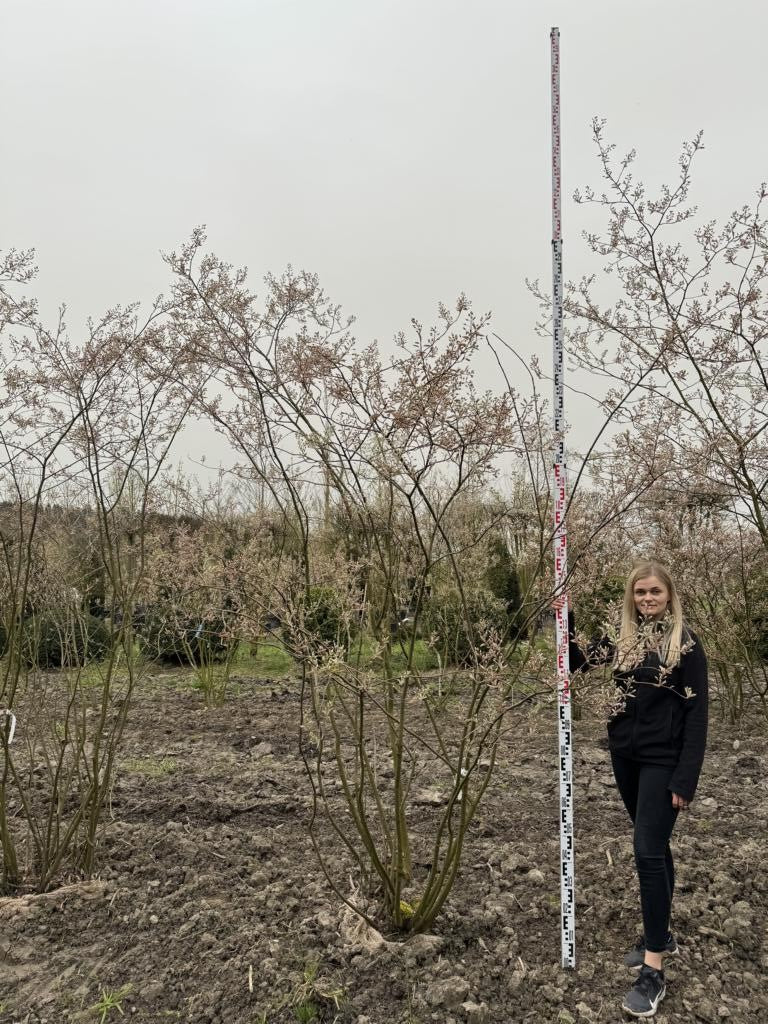 Amelanchier lamarckii