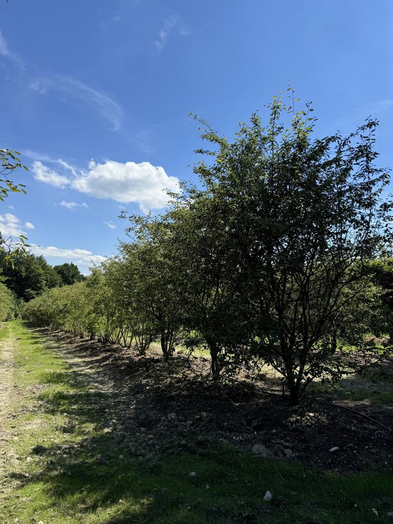 Amelanchier lamarckii