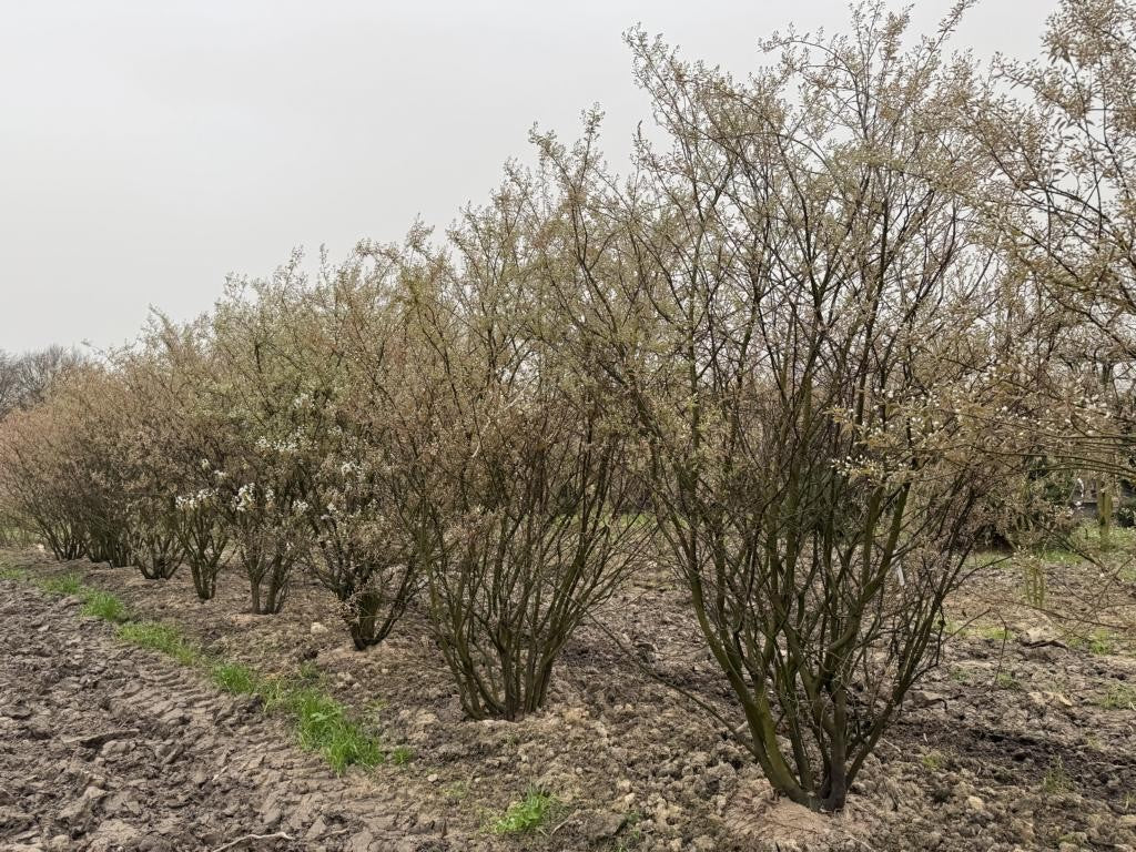 Amelanchier lamarckii