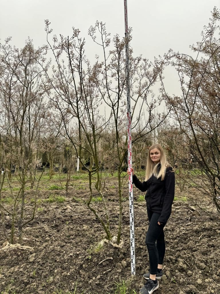 Amelanchier lamarckii